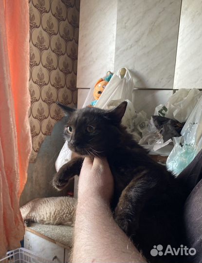 Кошки и котята