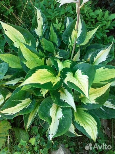 Хоста сортовая Whirlwind (вихрь)