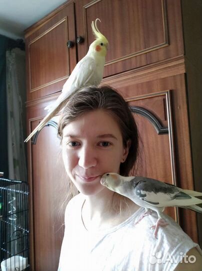 Фиксированная цена) Передержка попугаев