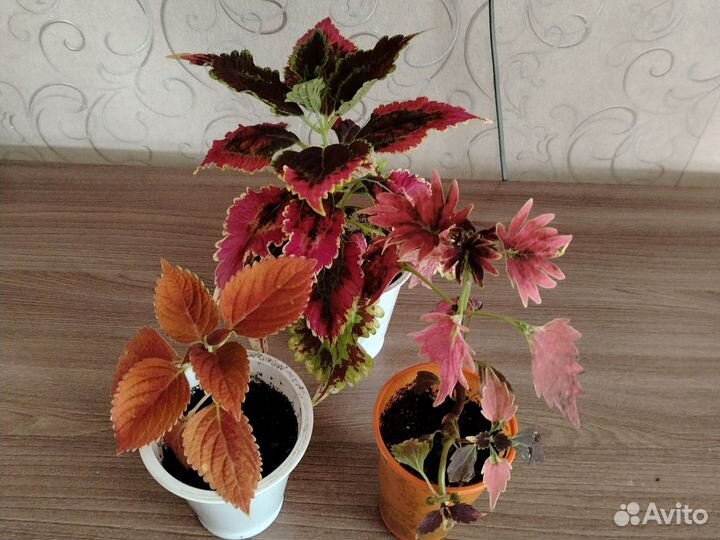Колеусы сортовые