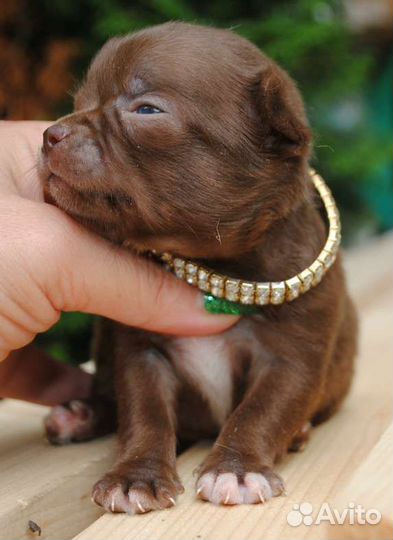 Чихуахуа девчонки и мальчишки