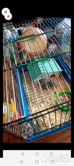 Грызуны джунгарики