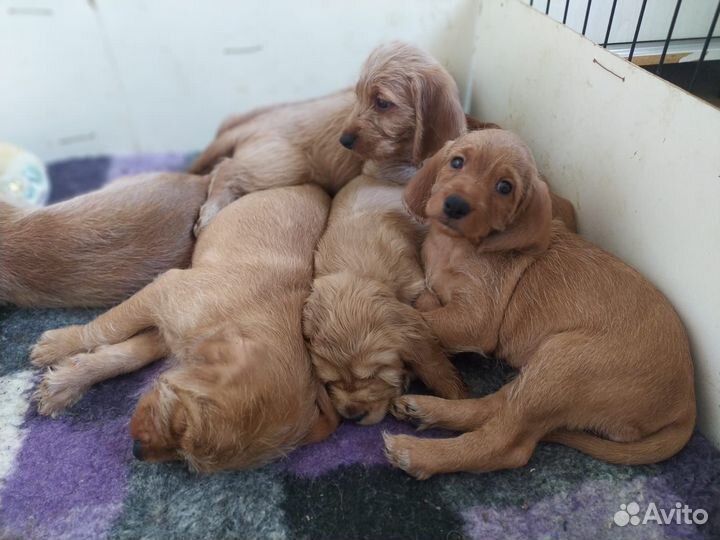 Бретонский бассет