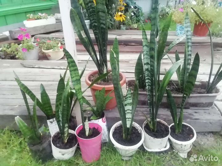 Сансевиерия сортовая
