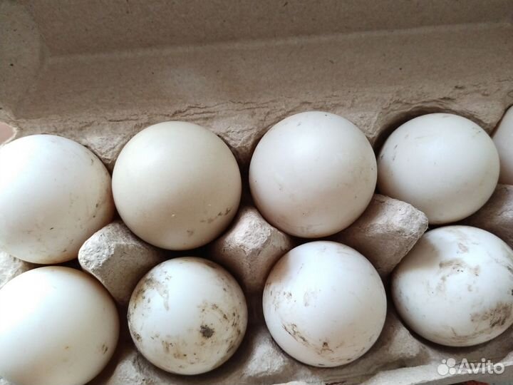 Утиные яйца