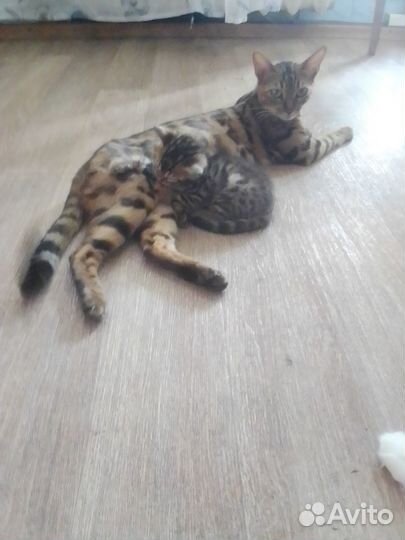 Бенгальские котята