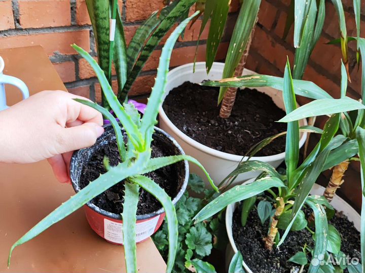 Алоэ вера растение