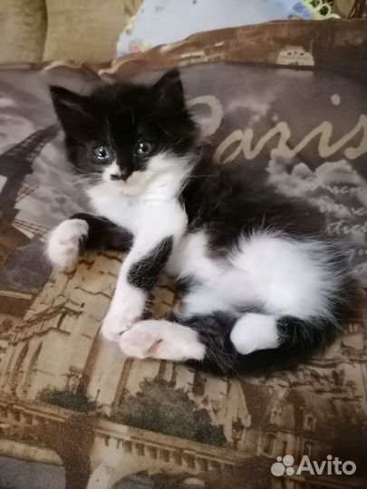 Кошка в дар