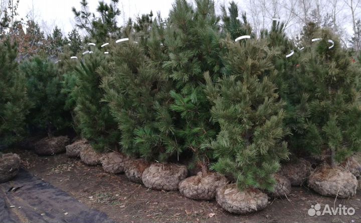 Сибирский кедр экстра класс. Саженцы