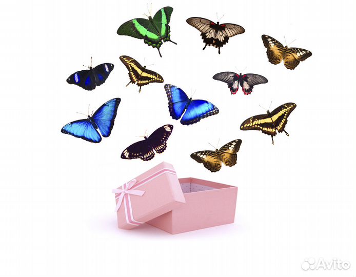 Салют из бабочек на праздники и торжества