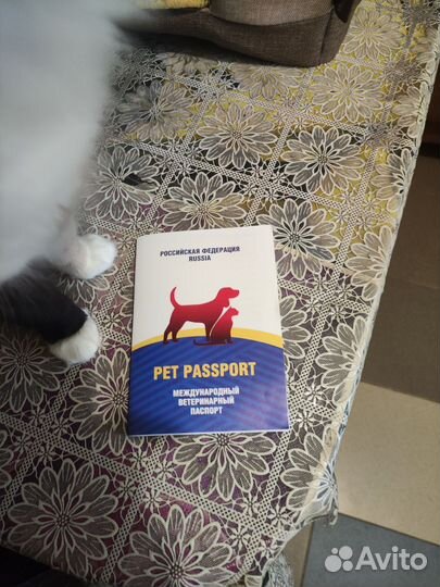 Щенки русский той-терьер