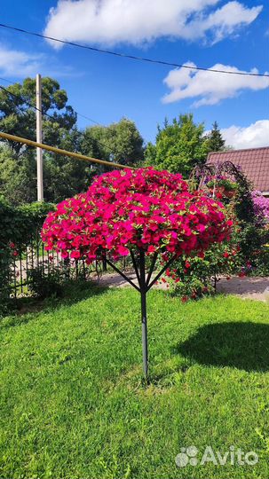 Петуния ампельная F1 Вэйв Кармин Велюр