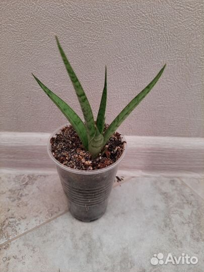 Сансевиерия Comet Kichaka