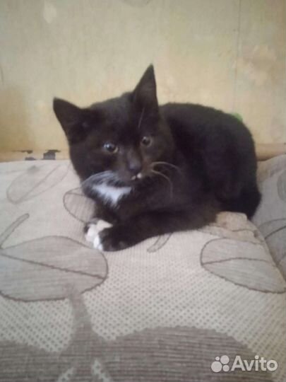 Котик сметанный ротик