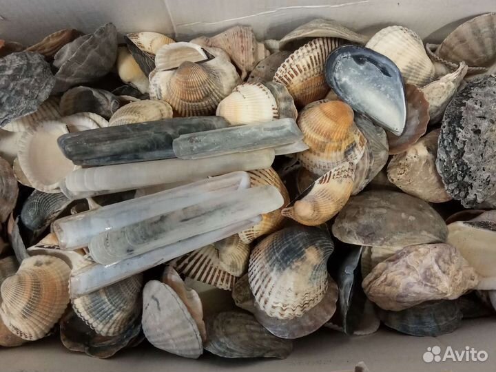Морские ракушки раковины