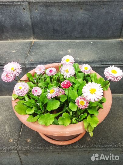 Маргаритки. Лук. Клубника