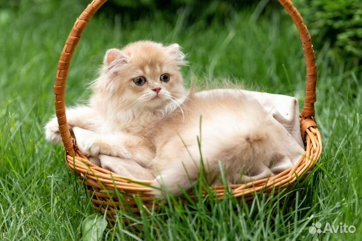 Британская девочка cy12