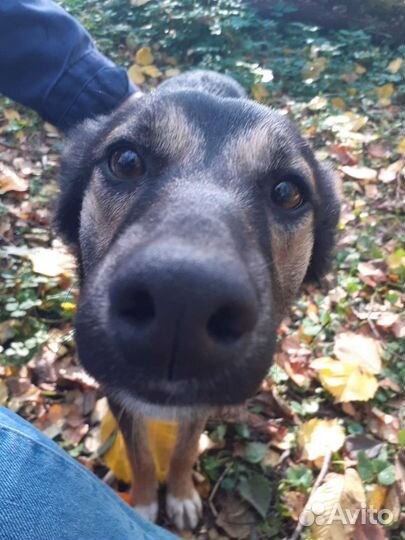 Собака в добрые руки щенок