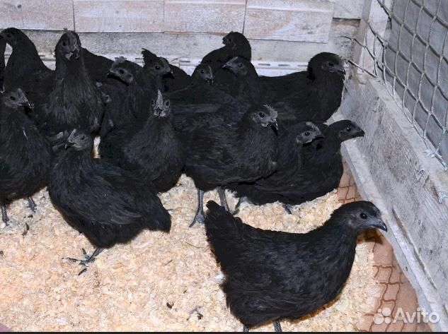 Черные куры ухейилюй и Индейки инкубационное яйцо