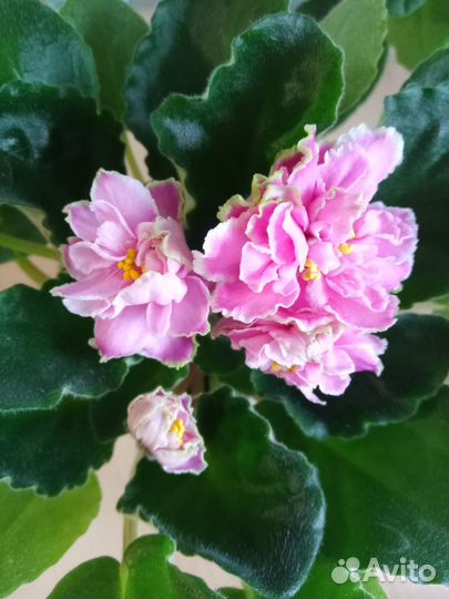 Фиалка лист