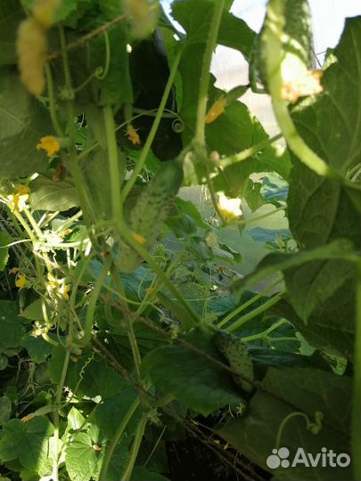 Огурцы свежие домашние