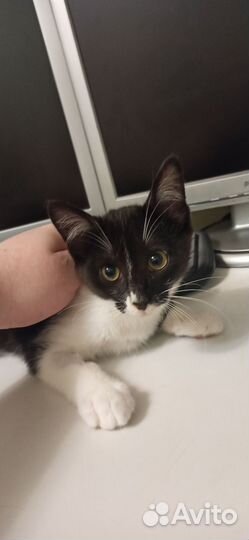 Котёнок к добрый руки