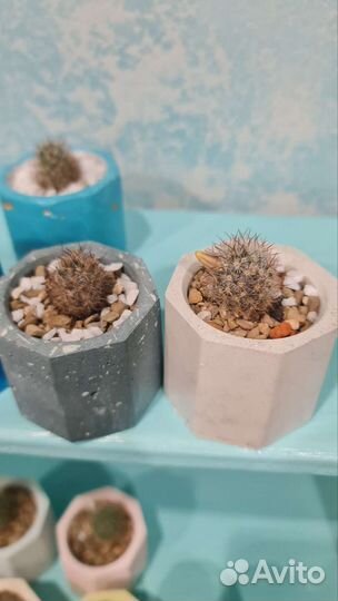 Цветущий кактус