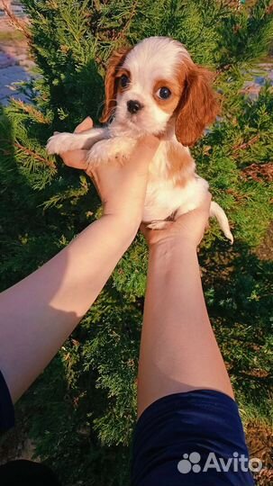 Девочка кавалерушка