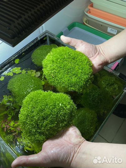 Растения для аквариума