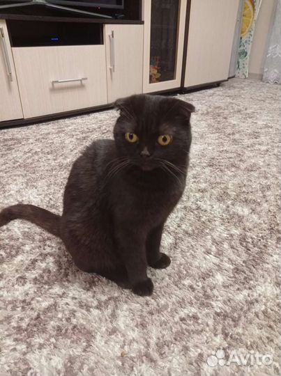 Породистая кошка Боня