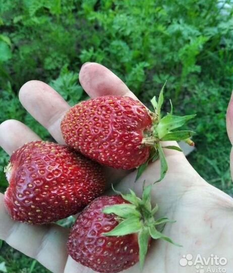 Рассада клубники фестивальной