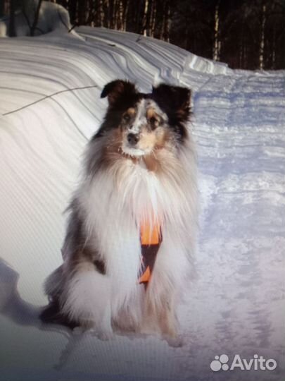 Шлейка для собаки ездовая