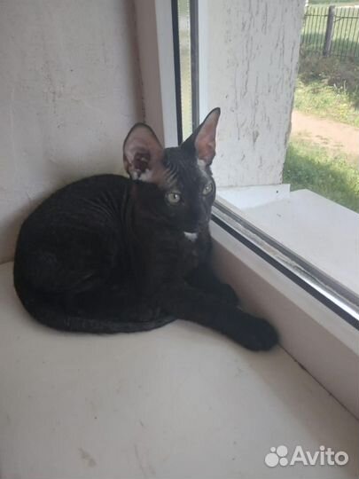 Котята донской сфинкс