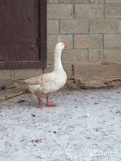 Гусак с гусыней