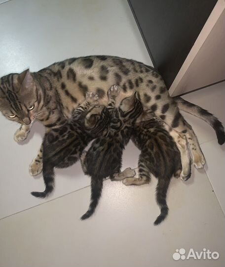 Бенгальская