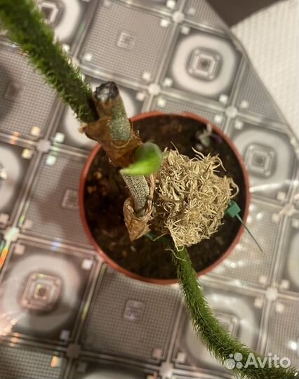 Филодендрон бородавчатый, коллизия розовая пантера