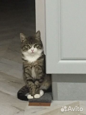 Кошки в добрые руки