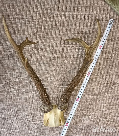 Рога косули