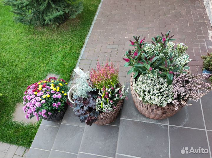 Уход за комнатными растениями