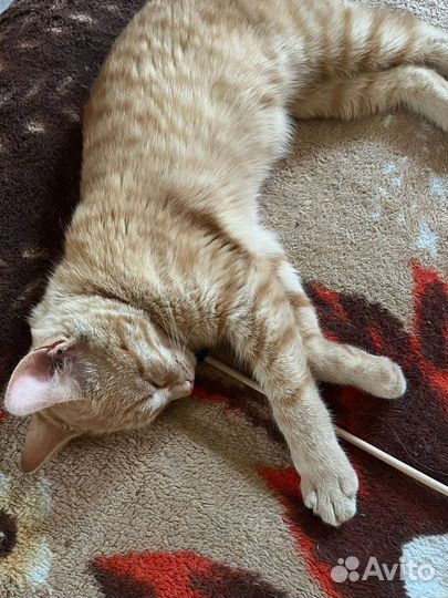 Котик и кошечка