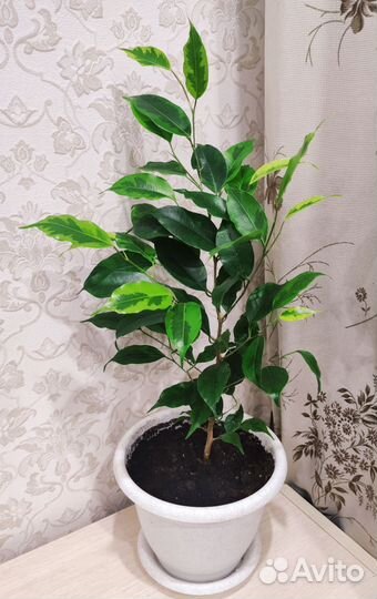 Фикус бенджамина