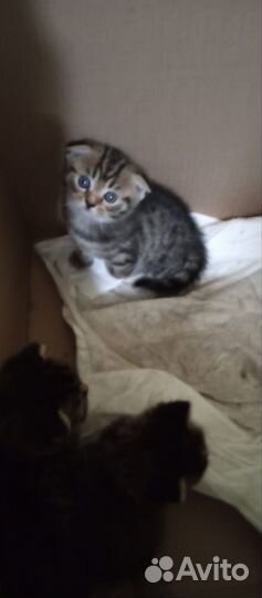 Продаются котята