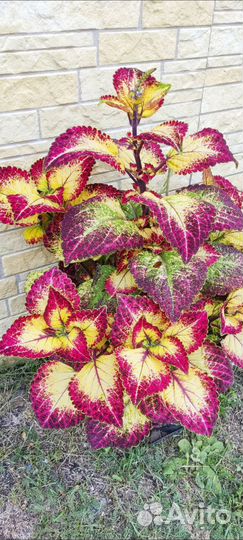 Колеус Аватар