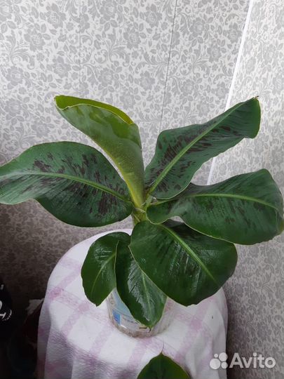 Банановая пальма