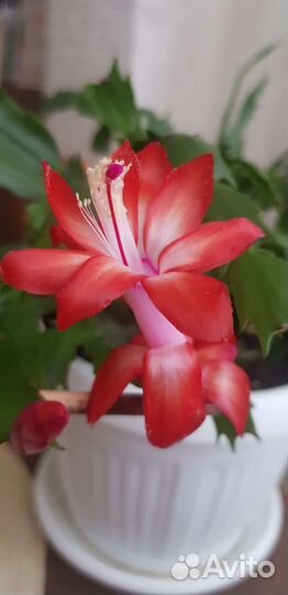 Декабрист шлюмбергера срез