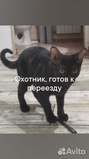 Чаузи ф3