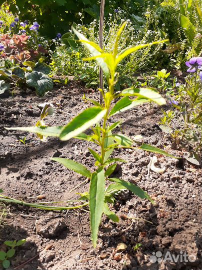 Саженцы персика