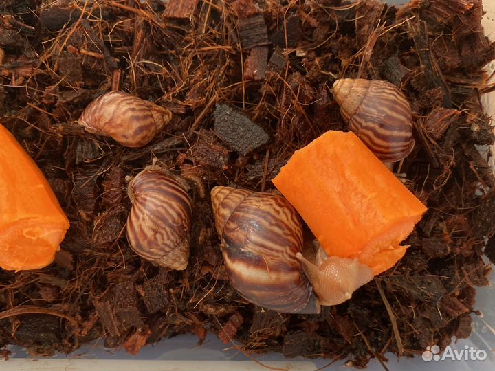 Улитки архахатины