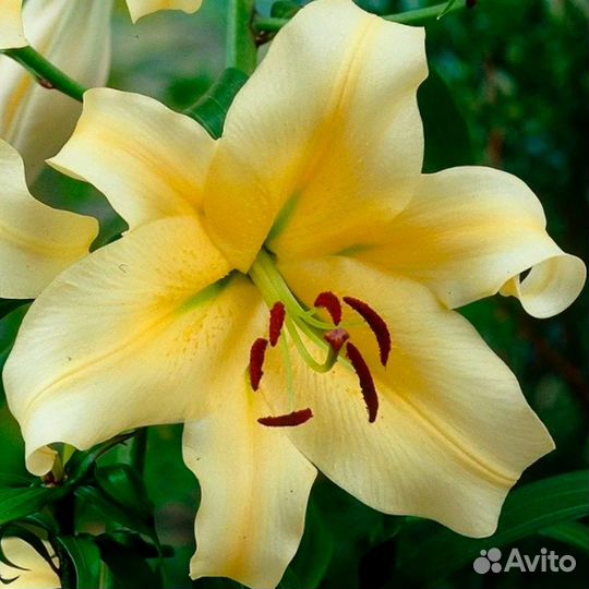 Лилия желтая Гибрид