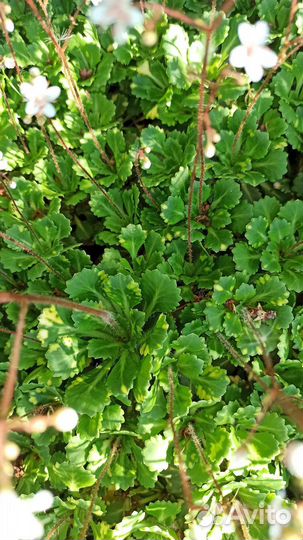 Крыжовник, камнеломка вариегатная